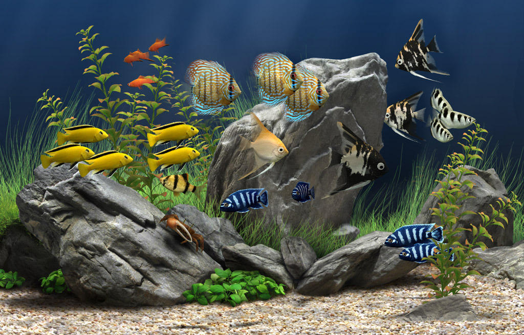free dream aquarium screensaver